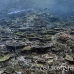 coral_hard_bb_lc_h_0077_kom1384.jpg